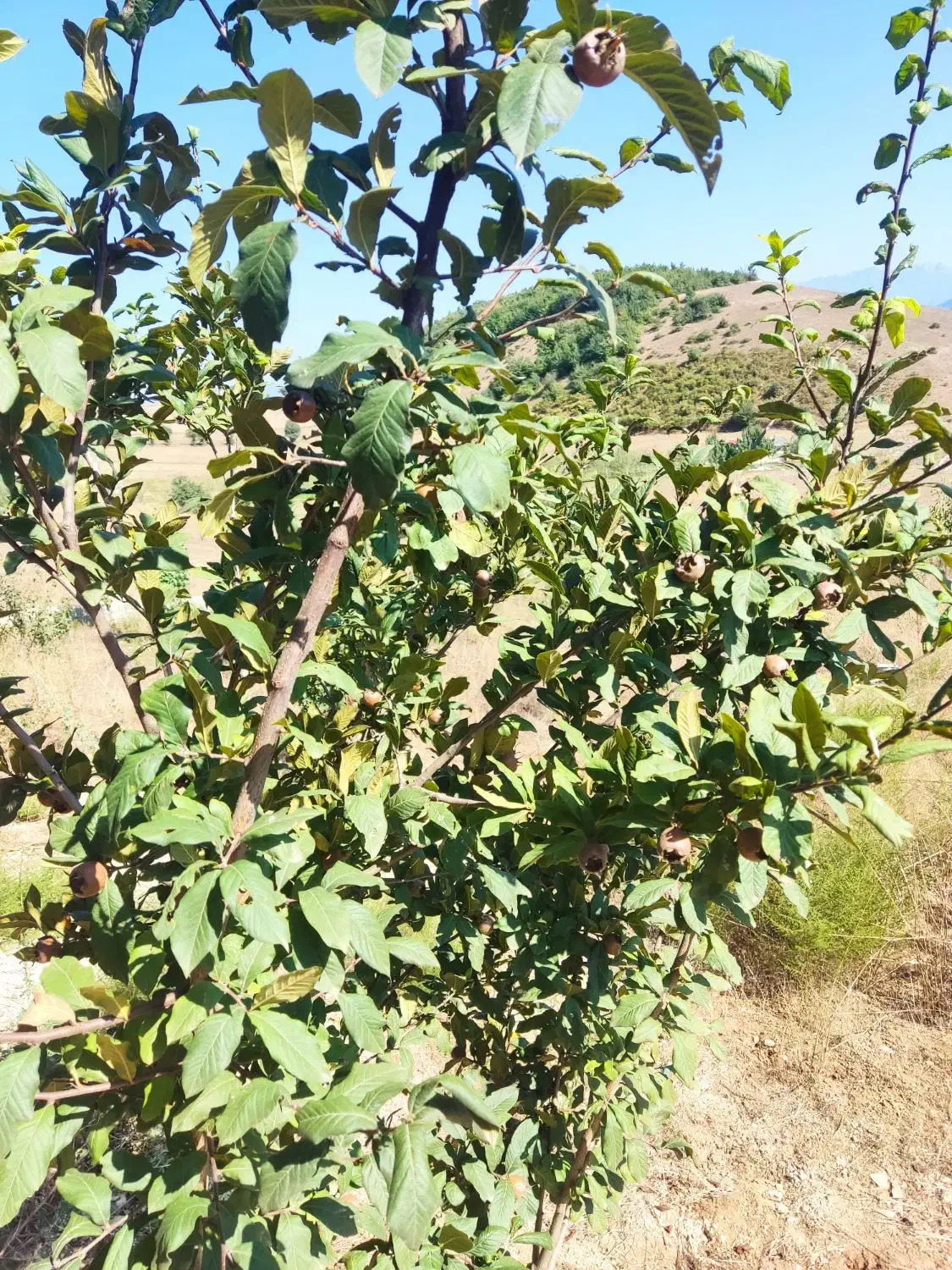 باغ ییلاقی|فروش زمین و ملک کلنگی|فریم, |دیوار