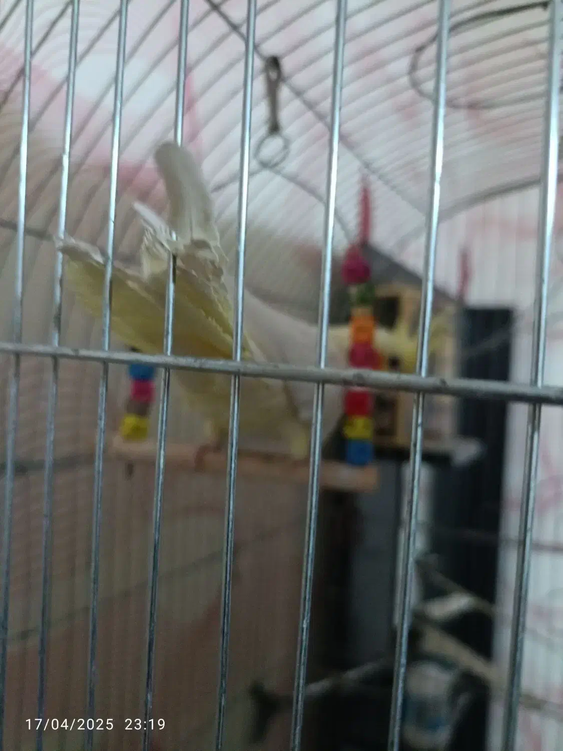 فروش ۳عددعروس هلندی یکجفت ویک بچه|پرنده|هشتگرد, فاز ۷ مهستان|دیوار