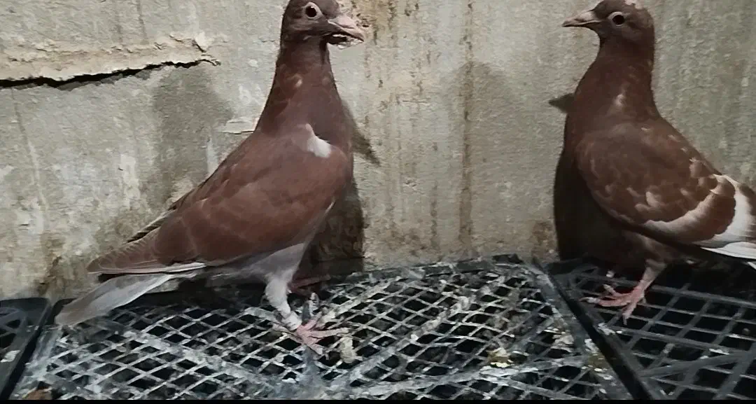 کبوتر پلاکی|پرنده|شاهین‌شهر, ۹ دی|دیوار