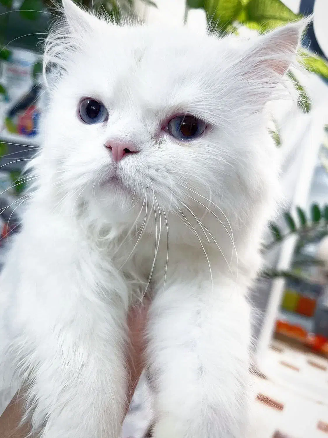 گربه پرشین ماده چشم دریایی|گربه|کازرون, |دیوار