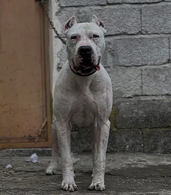 داگو آرژانتینو نر نگهبان تمام عیار|سگ|نوشهر, |دیوار