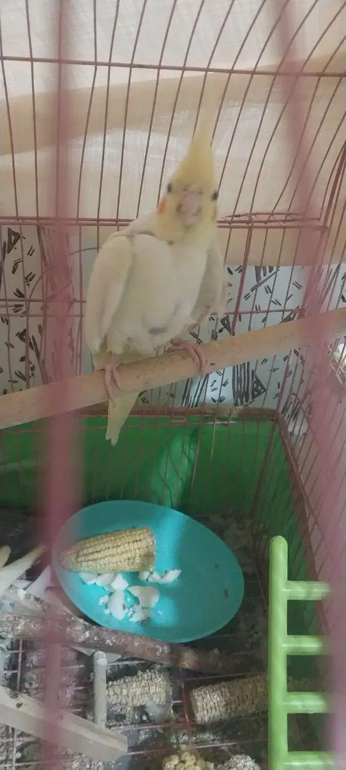 عروس هلندی با جوجه|پرنده|محمدیه-قزوین, |دیوار