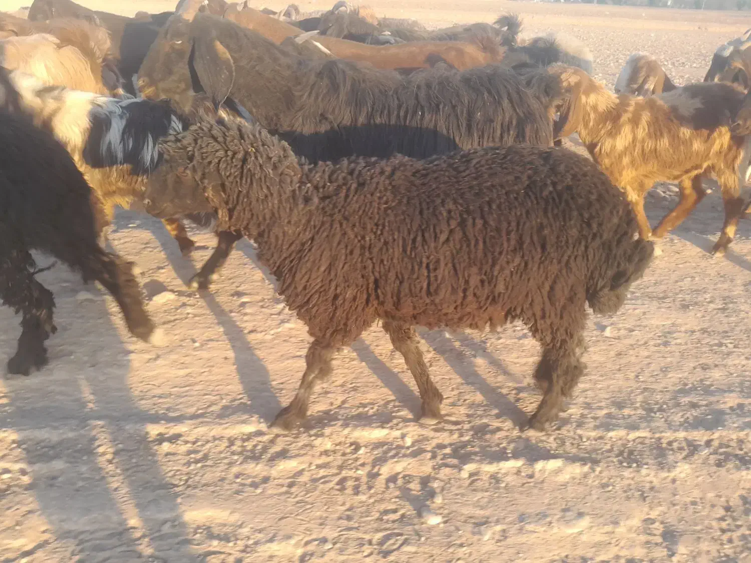 بره کر پابلند داشتی ذات داره فروشی پول لازم|حیوانات مزرعه|داراب, |دیوار