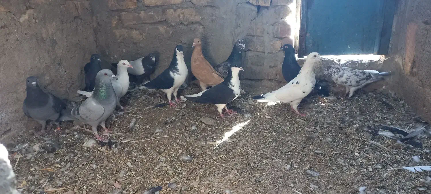 کبوتر|پرنده|رفسنجان, |دیوار