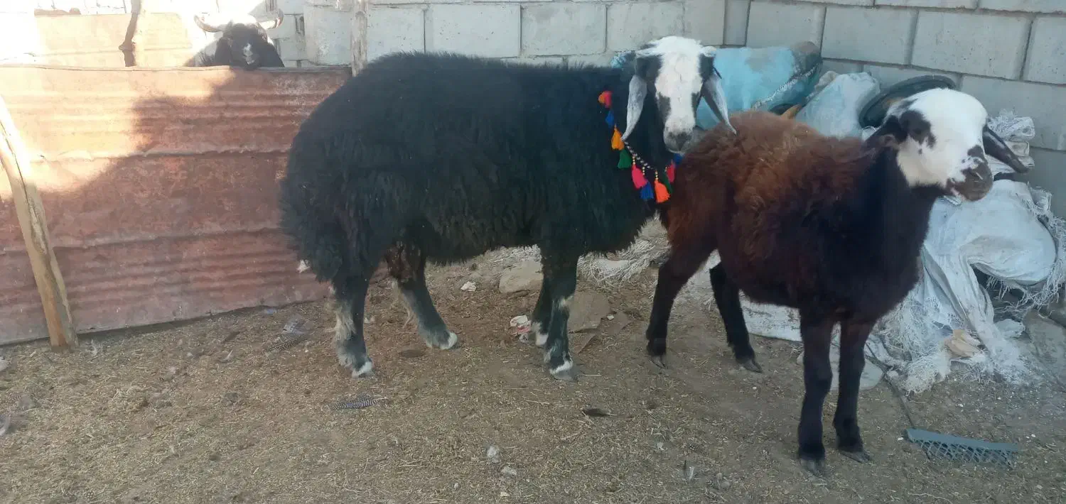 ۲ راس بره قوچ  قره قیر و بروجردی|حیوانات مزرعه|گنبد کاووس, |دیوار