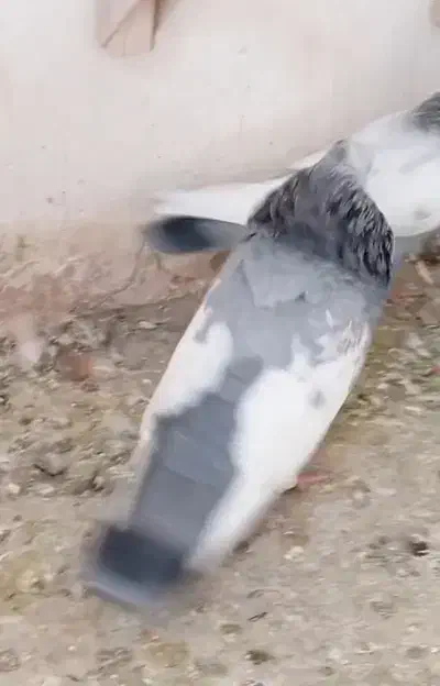 نر سینه سبز یال دم وصل|پرنده|شیراز, وزیرآباد|دیوار