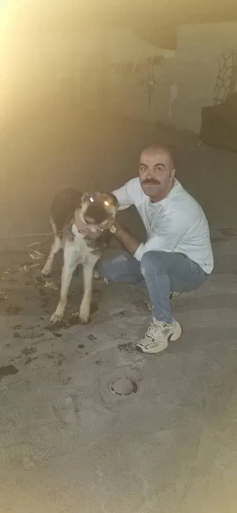 ژرمن نر یکسالونیم|سگ|سمنان, |دیوار