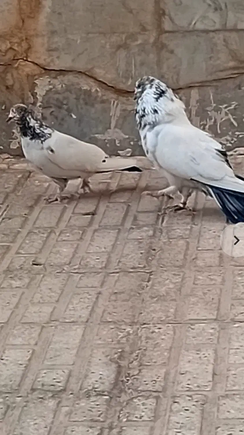 یک جفت کله ای درجه یک نسل قدیم|پرنده|شاهین‌شهر, شهرک گلدیس|دیوار