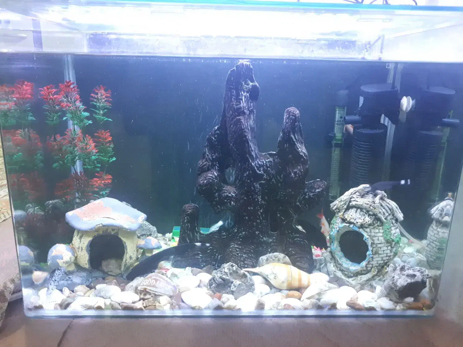 آکواریوم|ماهی|ایلام, |دیوار