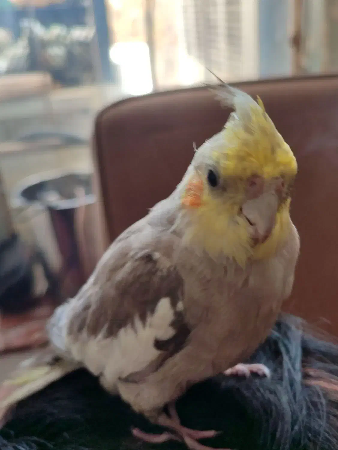 عروس هلندی|پرنده|شهر بابک, |دیوار