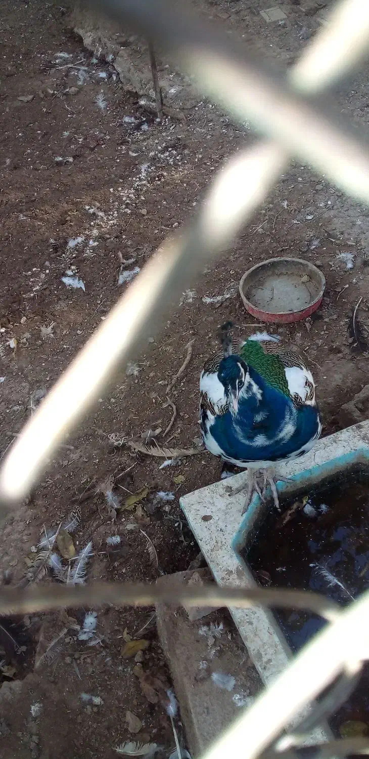 طاووس هندی ابلغ و مصری|پرنده|تاکستان, |دیوار