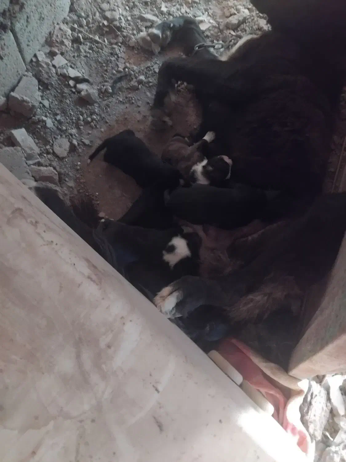 لاس قدرجونی|سگ|داران, |دیوار