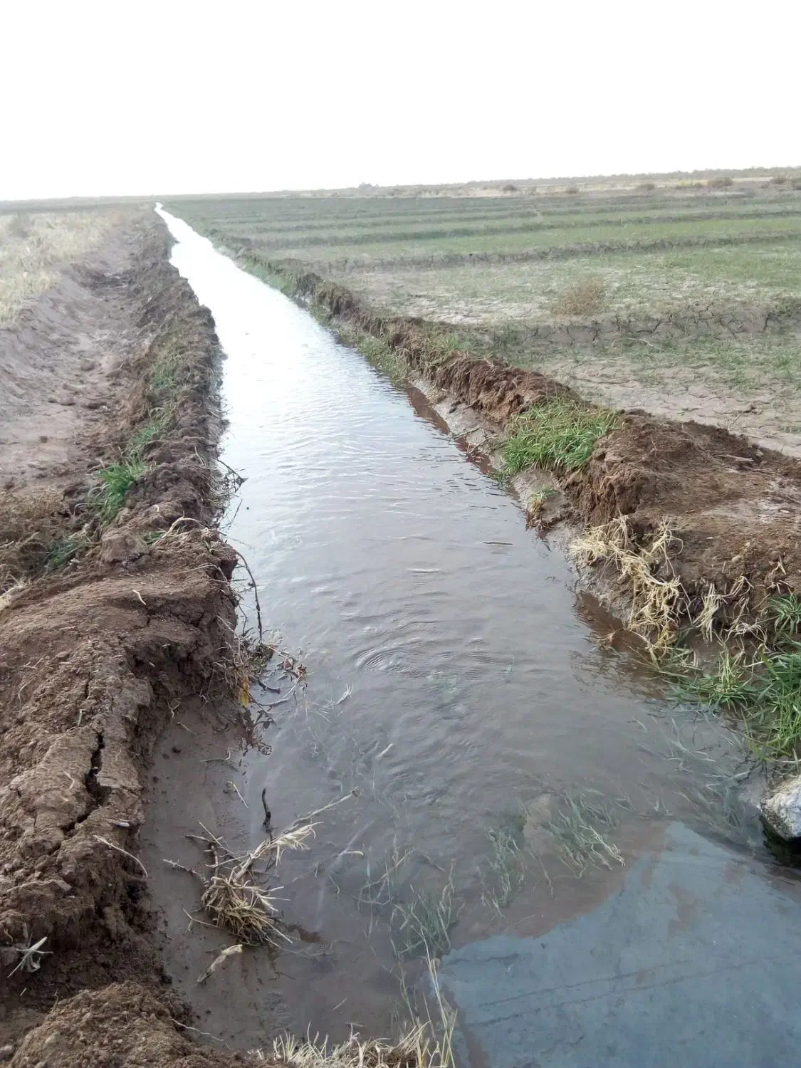 فروش ۴حبه زمین کشاورزی|فروش دفتر صنعتی، کشاورزی، تجاری|نگار, |دیوار