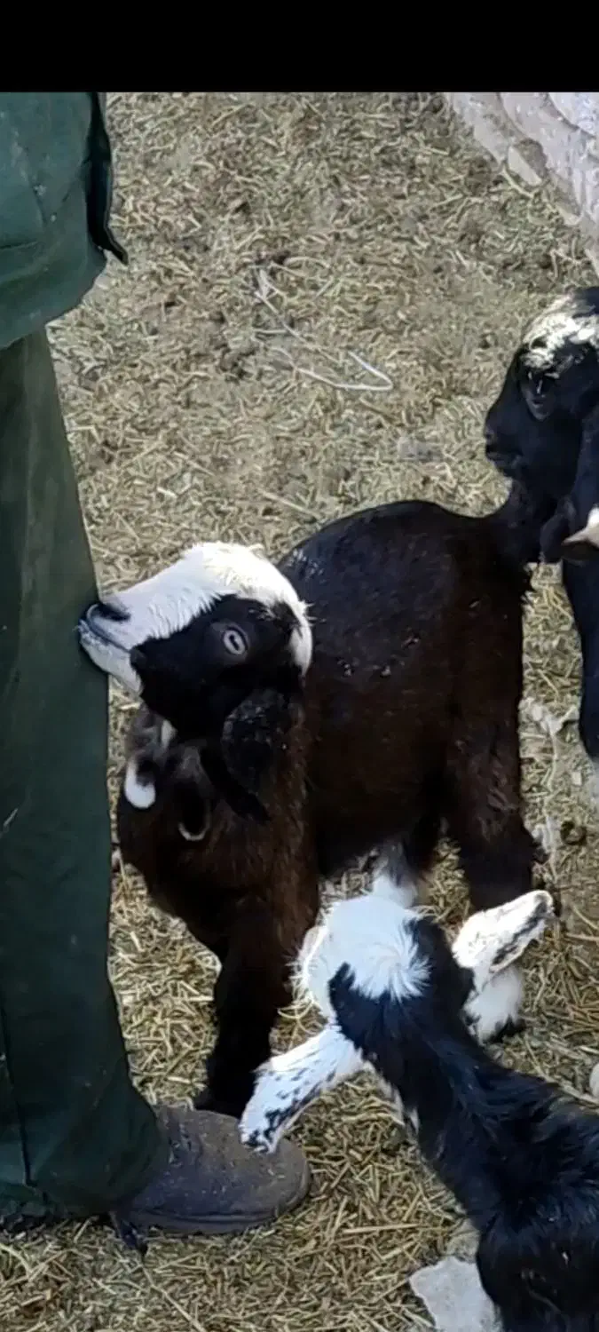 گمشده|حیوانات|یزد, |دیوار