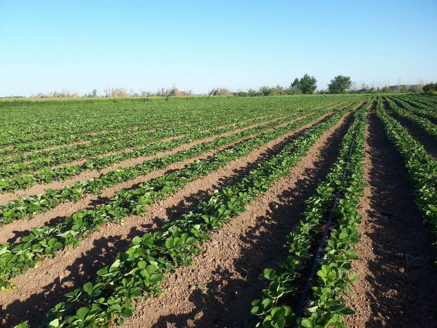 نهال توت فرنگی کاماروس|عمده‌فروشی|خان ببین, |دیوار