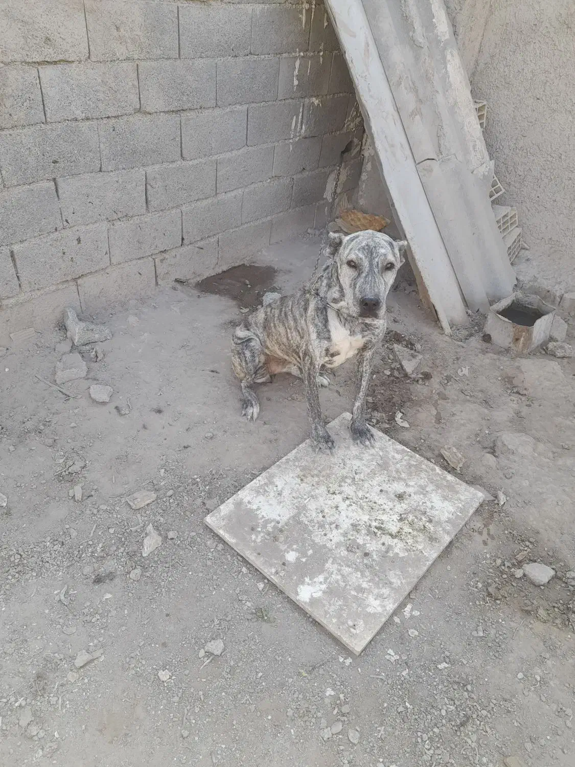 افغان|سگ|تهران, یافت‌آباد|دیوار