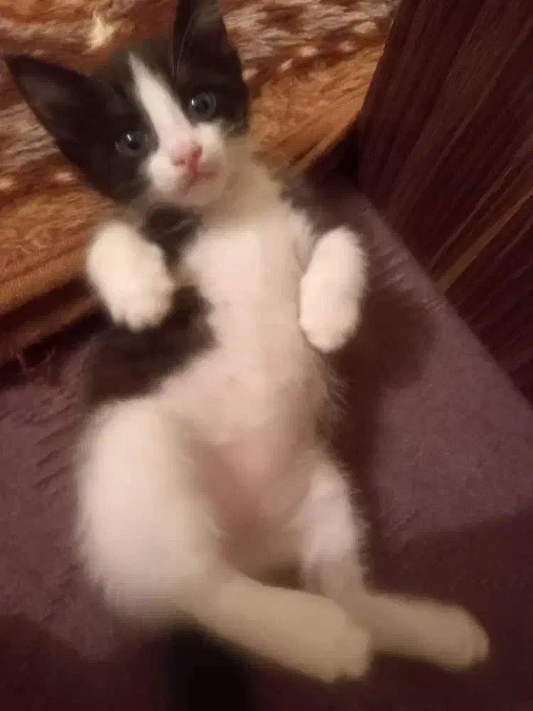 گربه گم‌شده|حیوانات|تبریز, |دیوار