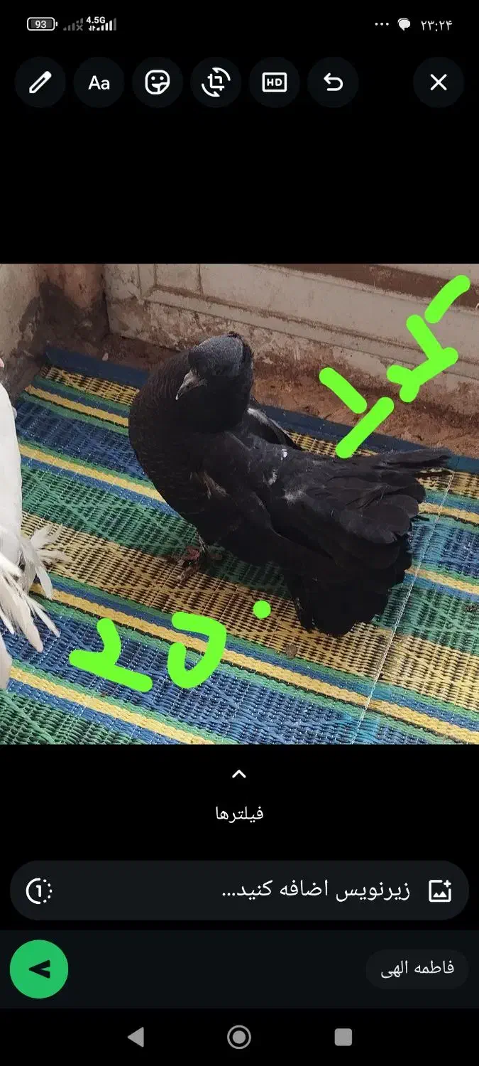 کبوتر دمچتری جوجه و بالغ. نرو ماده|پرنده|بابلسر, |دیوار