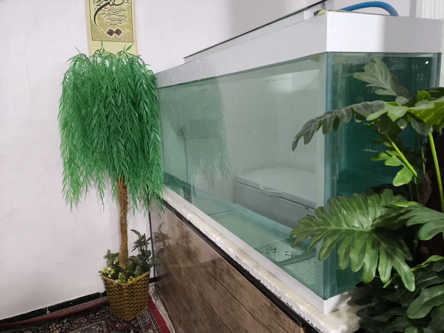 آکواریوم|ماهی|خرم‌آباد, |دیوار