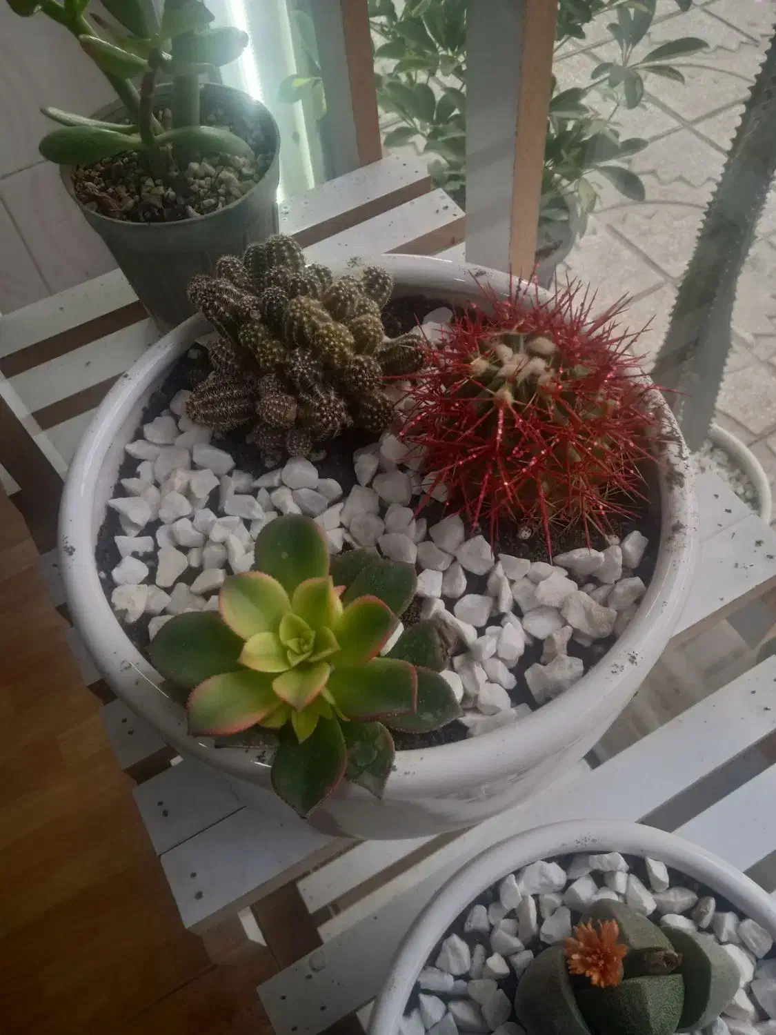 گلهای آپارتمانی زیبا|گل و گیاه طبیعی|قشم, |دیوار