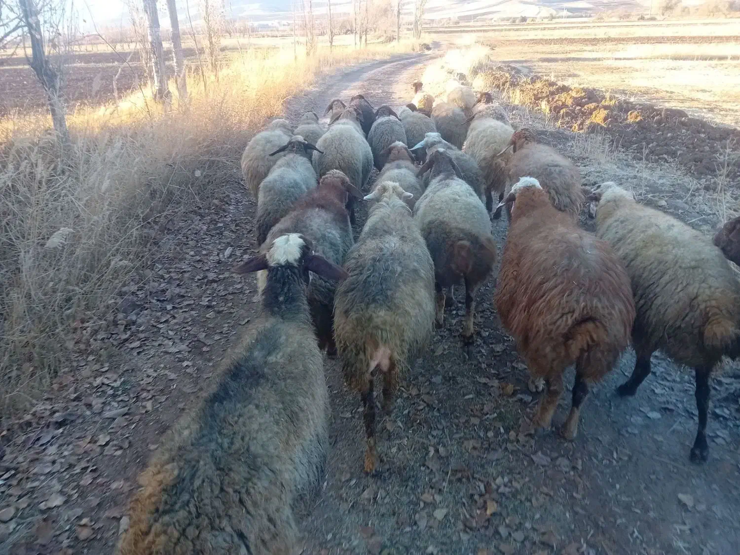 گوسفند داشتی|حیوانات مزرعه|مریوان, |دیوار