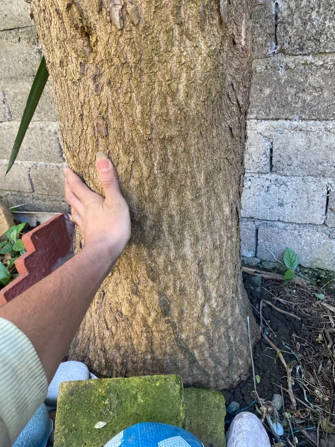 گل یوکا|گل و گیاه طبیعی|املش, |دیوار