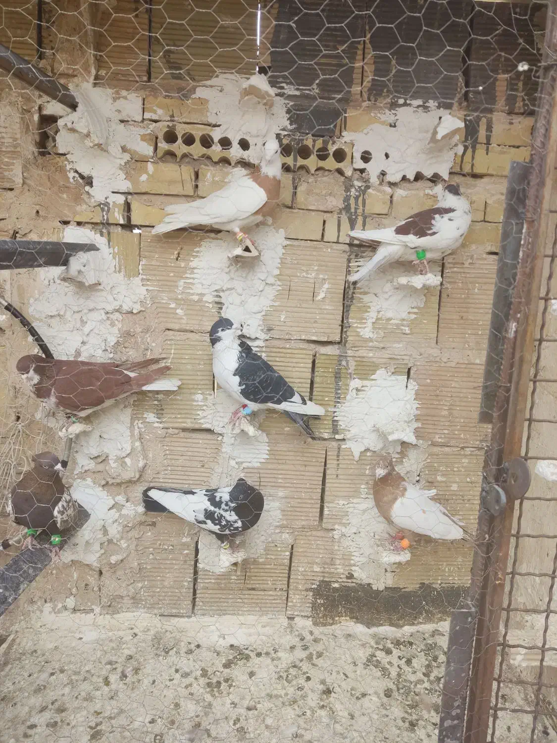 کفتر پرشی|پرنده|مشهد, ادیب نیشابوری (شهرک غرب)|دیوار