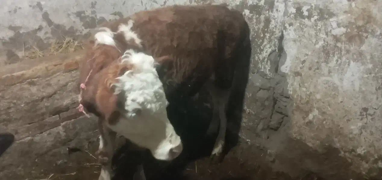 فروش کوساله سیمینتال درجه یک|حیوانات مزرعه|هیر, |دیوار