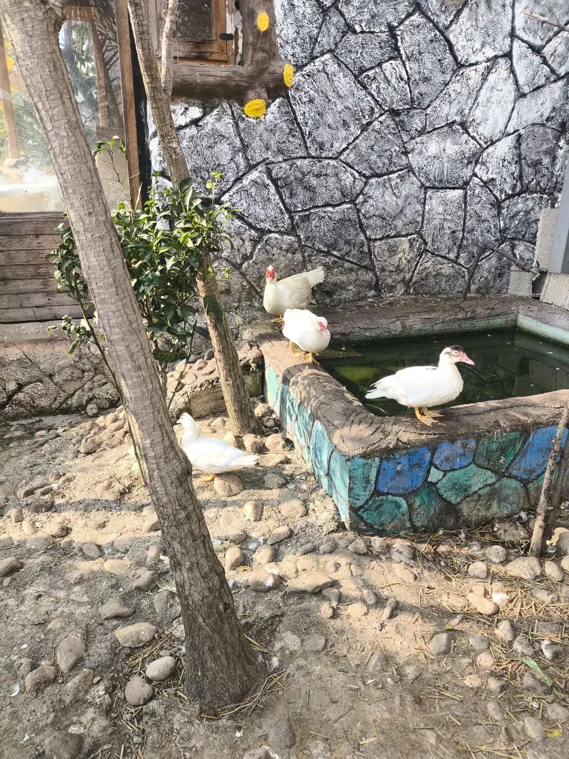 حیوانات مزرعه|حیوانات مزرعه|ماسال, |دیوار