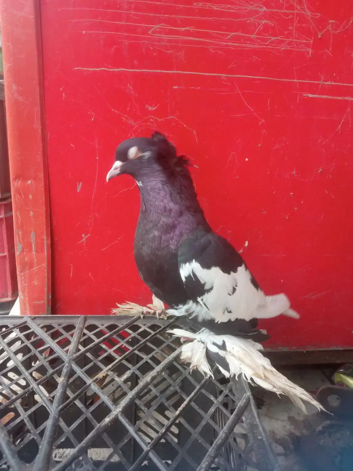 کبوتر خاص با قیمت کم|پرنده|پارسآباد, |دیوار