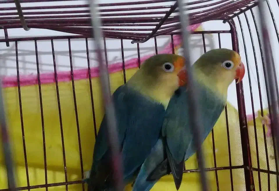 طوطی برزیلی|پرنده|شاهرود, |دیوار