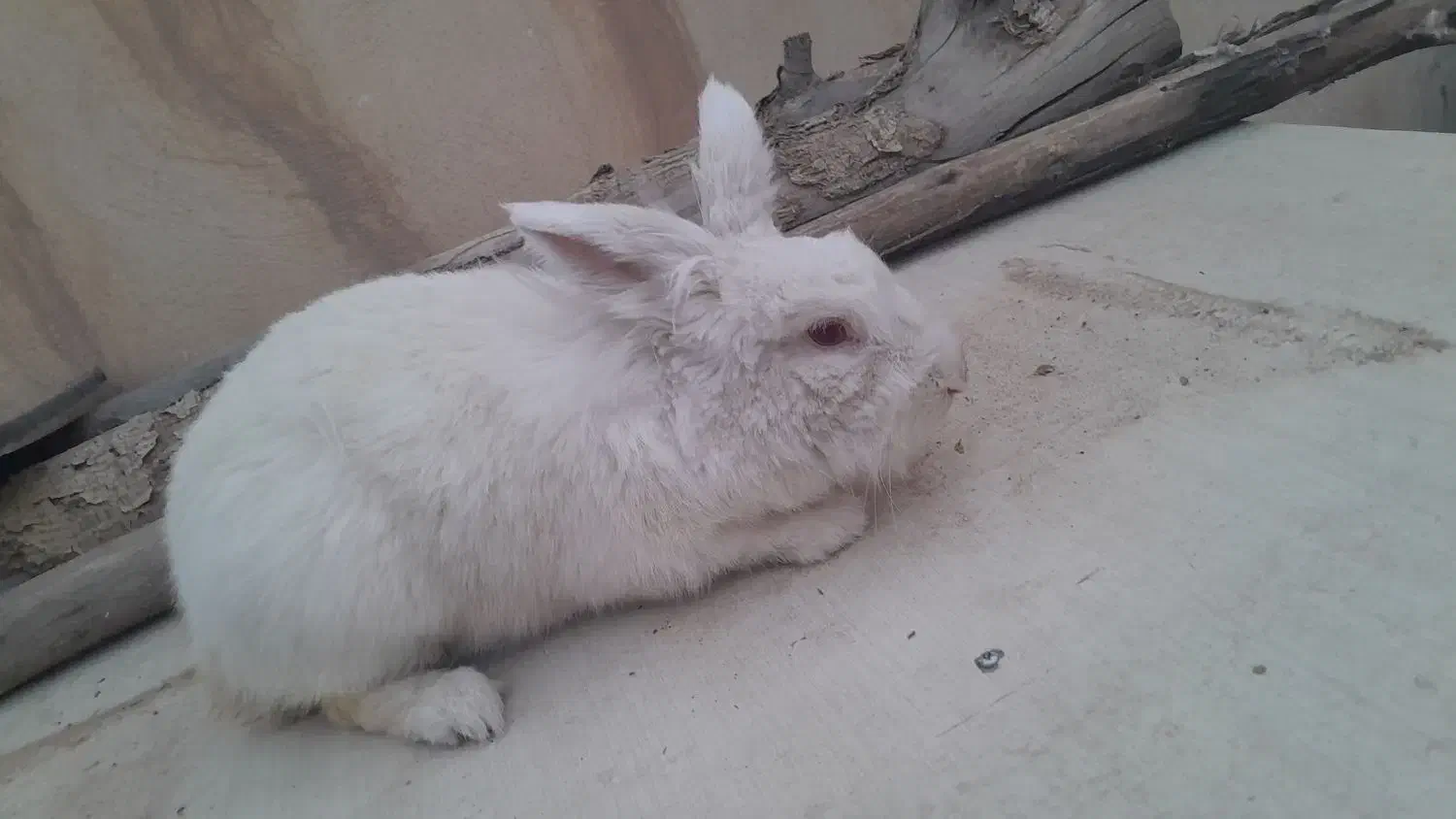 خرگوش سفید|موش و خرگوش|پیشوا, |دیوار