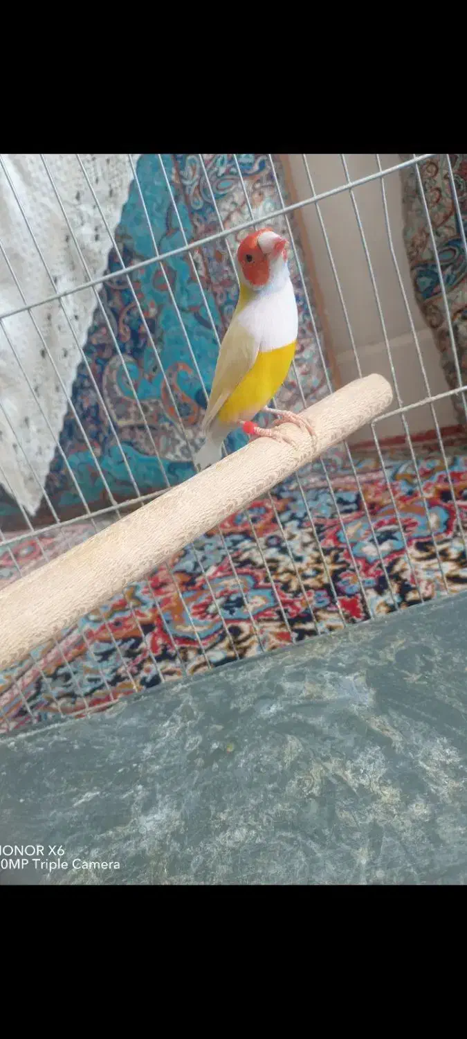 فنچ گلدین نر|پرنده|اردکان, |دیوار