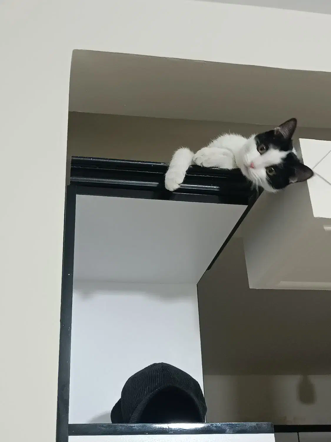 گربه dsh|گربه|قرچک, میرزائی شمالی|دیوار