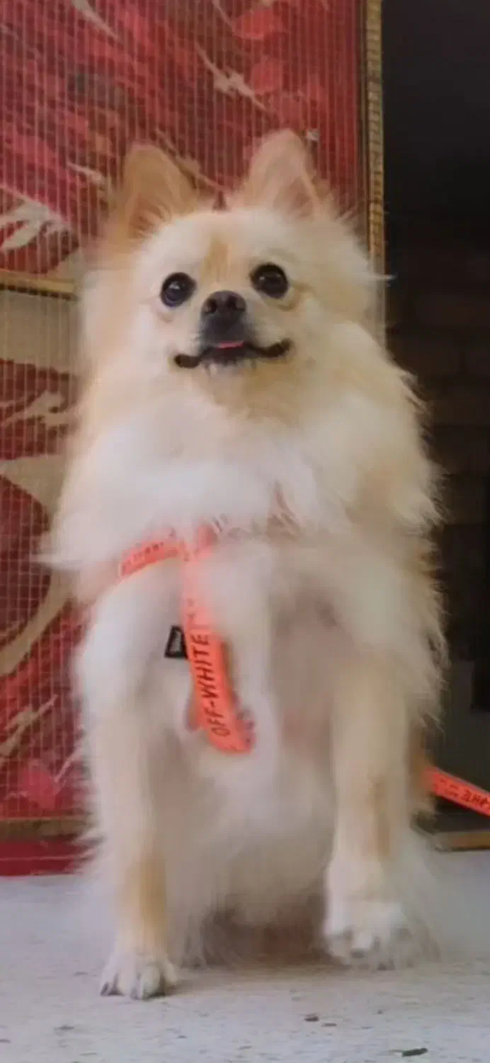 سگ پامر اشپیتز|سگ|برخوار, |دیوار