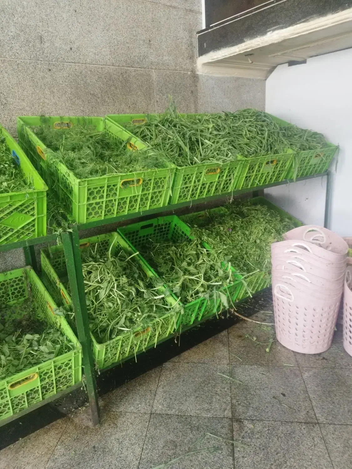 کارمند سبزی خرد کنی|استخدام خدمات فروشگاه و رستوران|پیشوا, |دیوار