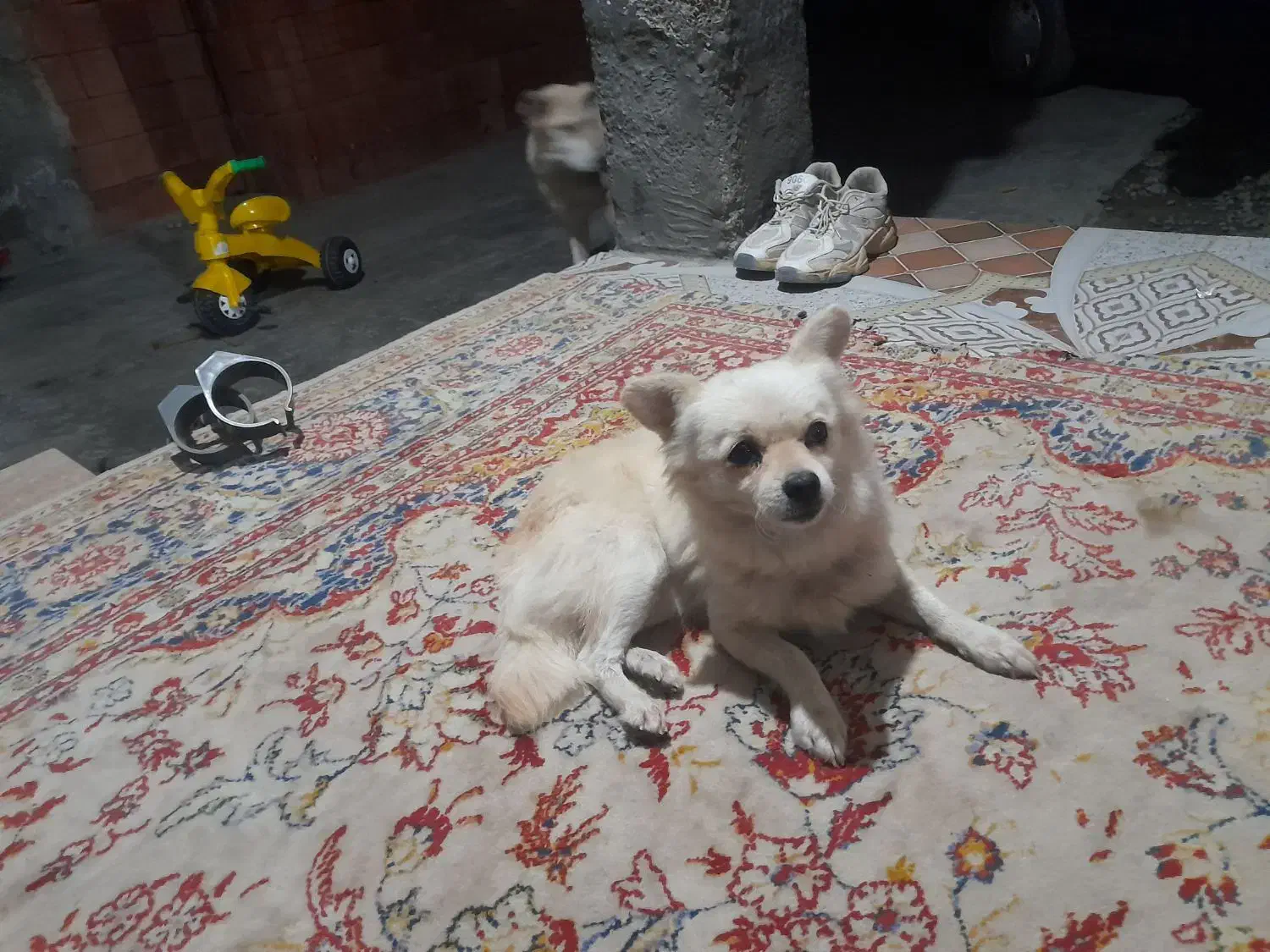 سگ پامراشپیز|سگ|گرگان, |دیوار