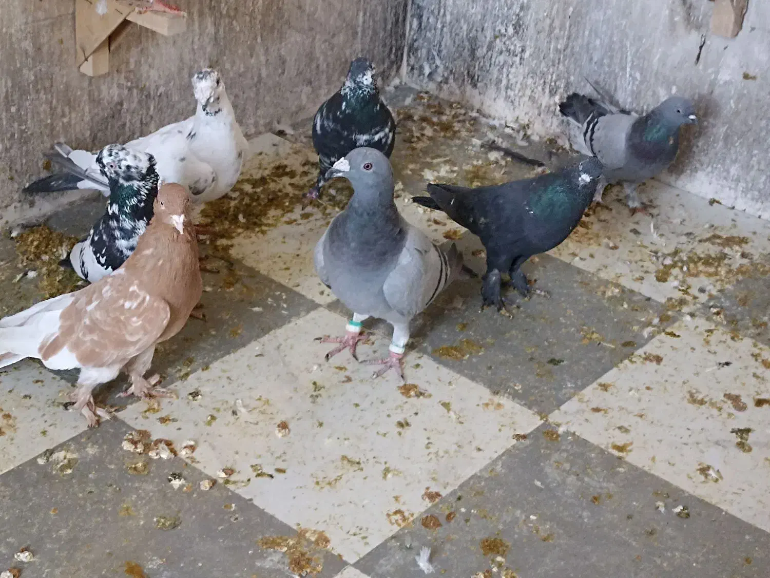 کفتر گرفتنی|پرنده|شیراز, تل حسین‌آباد|دیوار