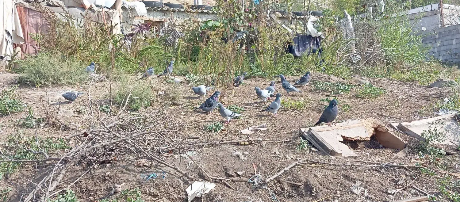 ۱۰عدد کبوتر دوبر|پرنده|انگوت, |دیوار