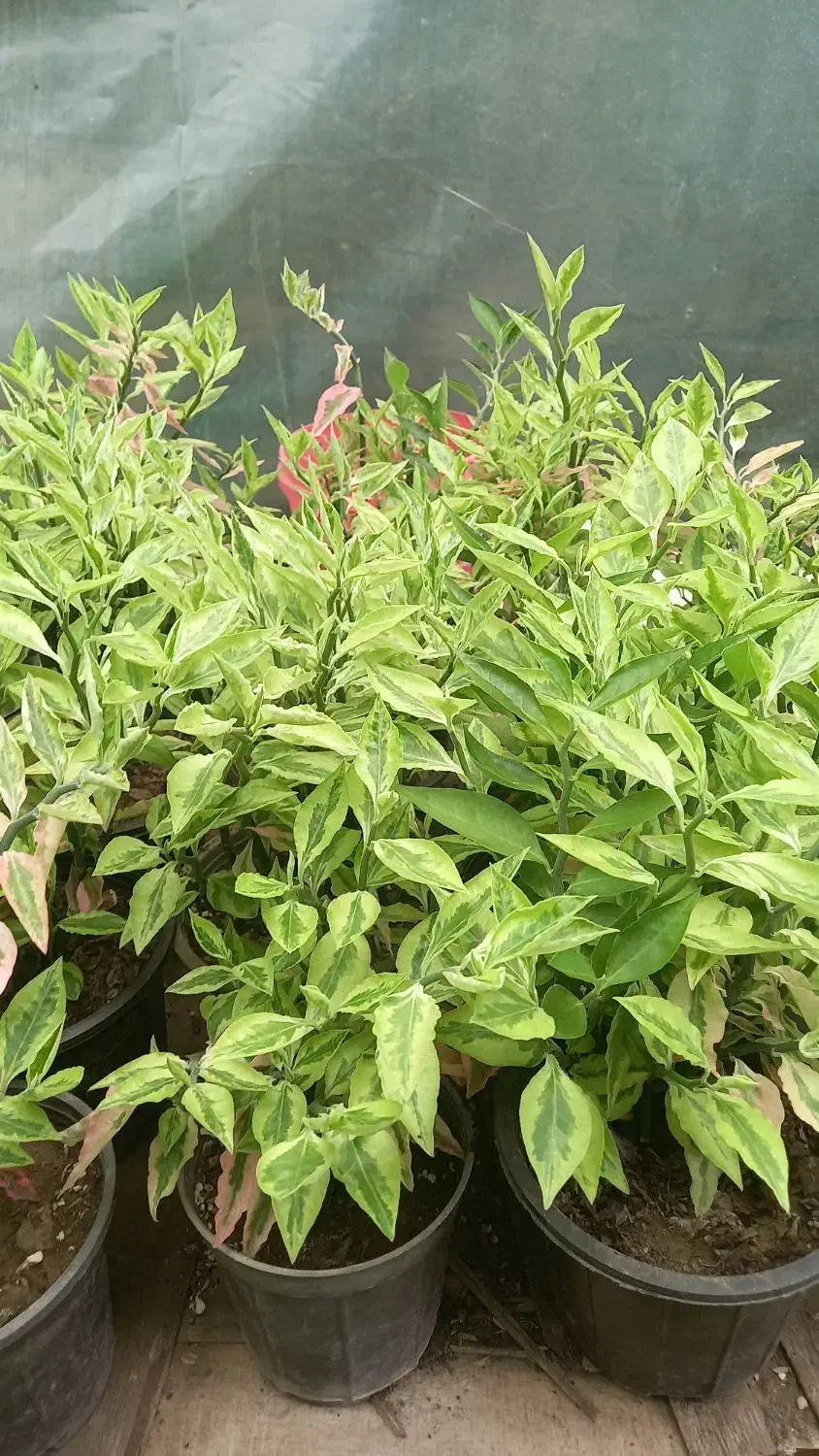 فروش گلهای آپارتمانی|گل و گیاه طبیعی|شلمان, |دیوار