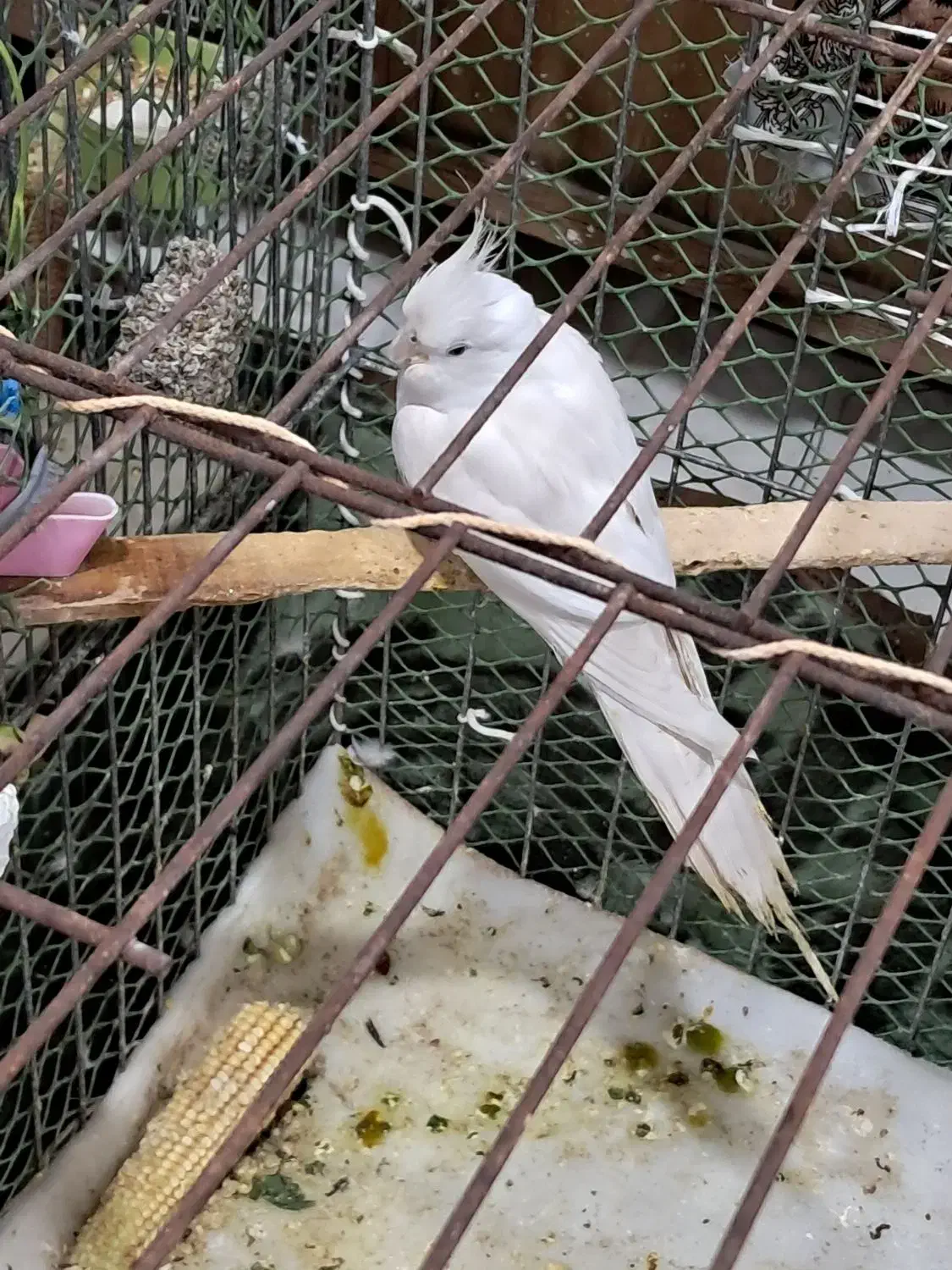 عروس هلندی برای فروش|پرنده|کارون, |دیوار