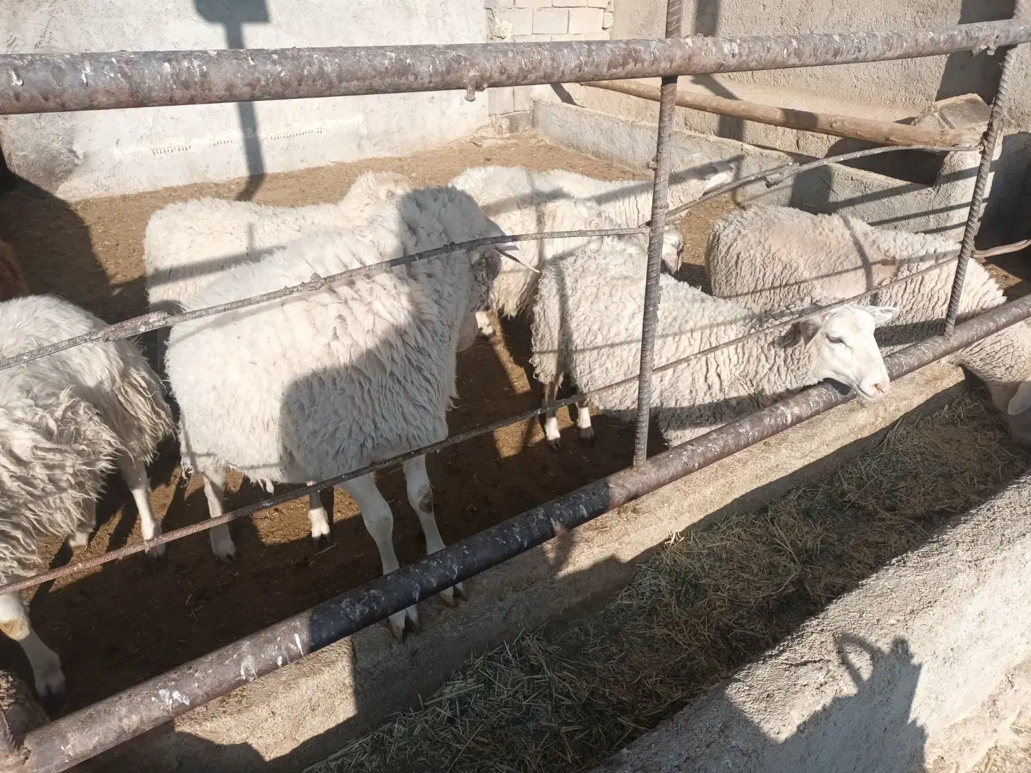 بره ماده های لاکن ولارف|حیوانات مزرعه|سردرود, |دیوار