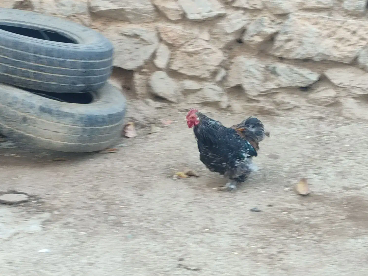 خروس نازار|حیوانات مزرعه|حسین آباد, |دیوار