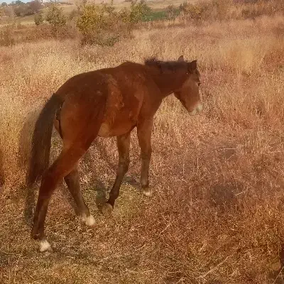 اسب|اسب و تجهیزات اسب‌سواری|بروجرد, |دیوار