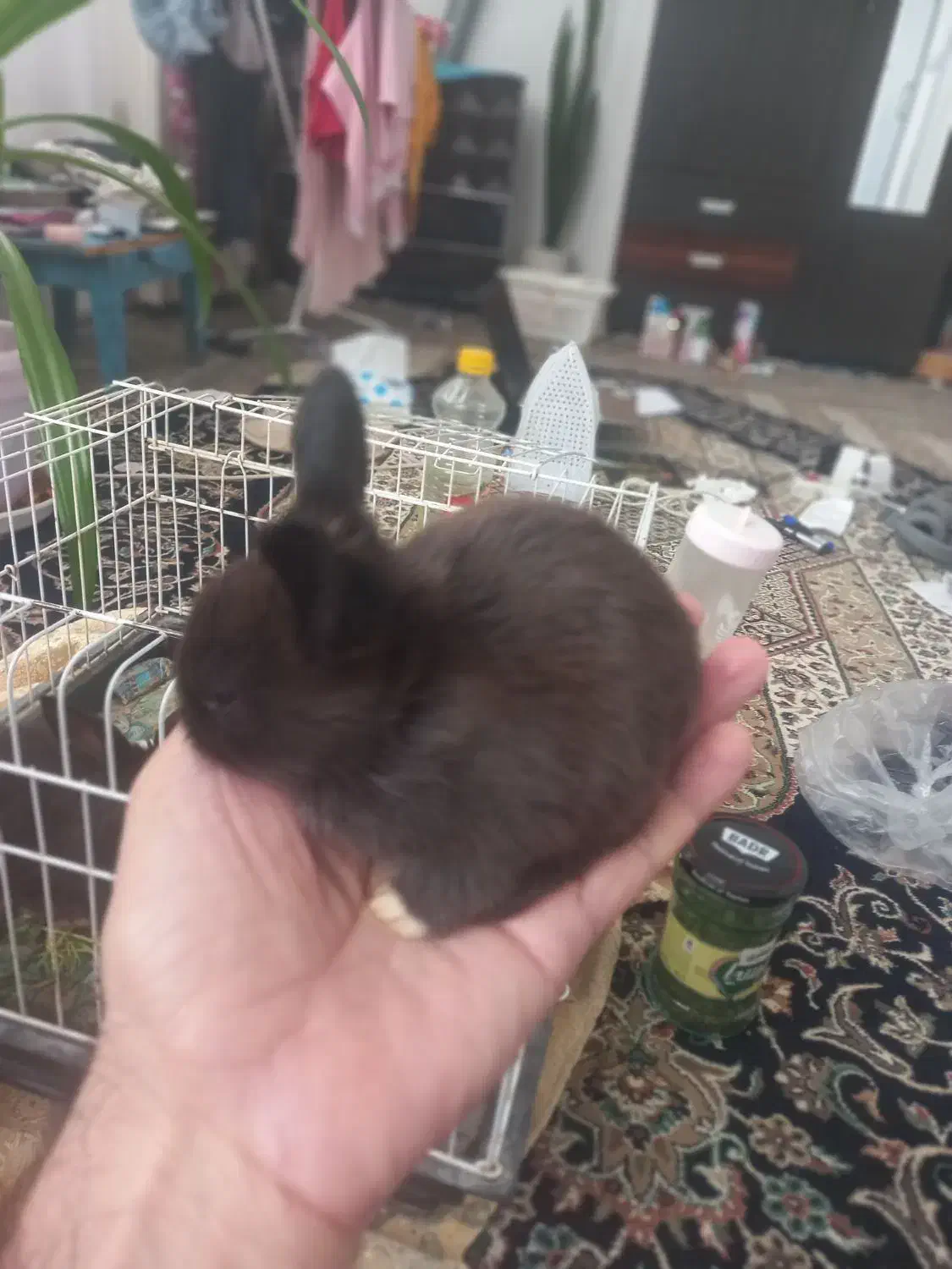 خرگوش|موش و خرگوش|مشهد, شاهد (شهرک غرب)|دیوار