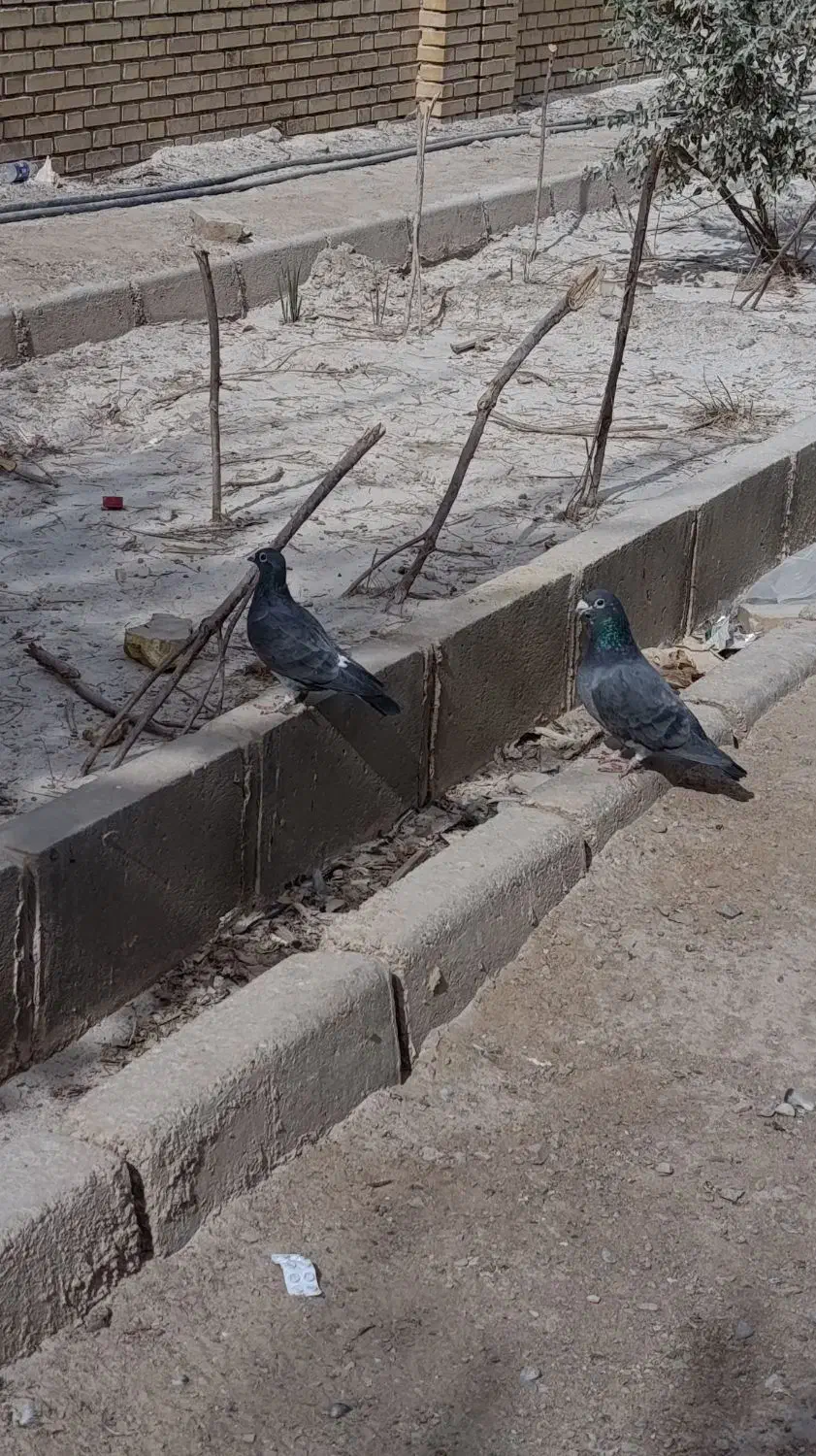 کپوتر پلاکی|پرنده|اردکان, |دیوار