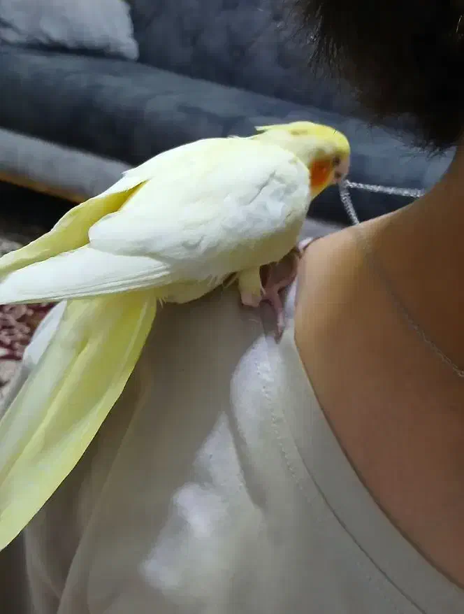 عروس هلندی|پرنده|پرند, فاز ۶|دیوار