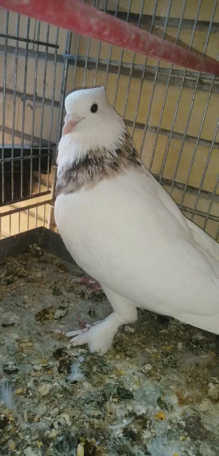 طوقی نر هفت رنگ|پرنده|کاشان, معلم|دیوار