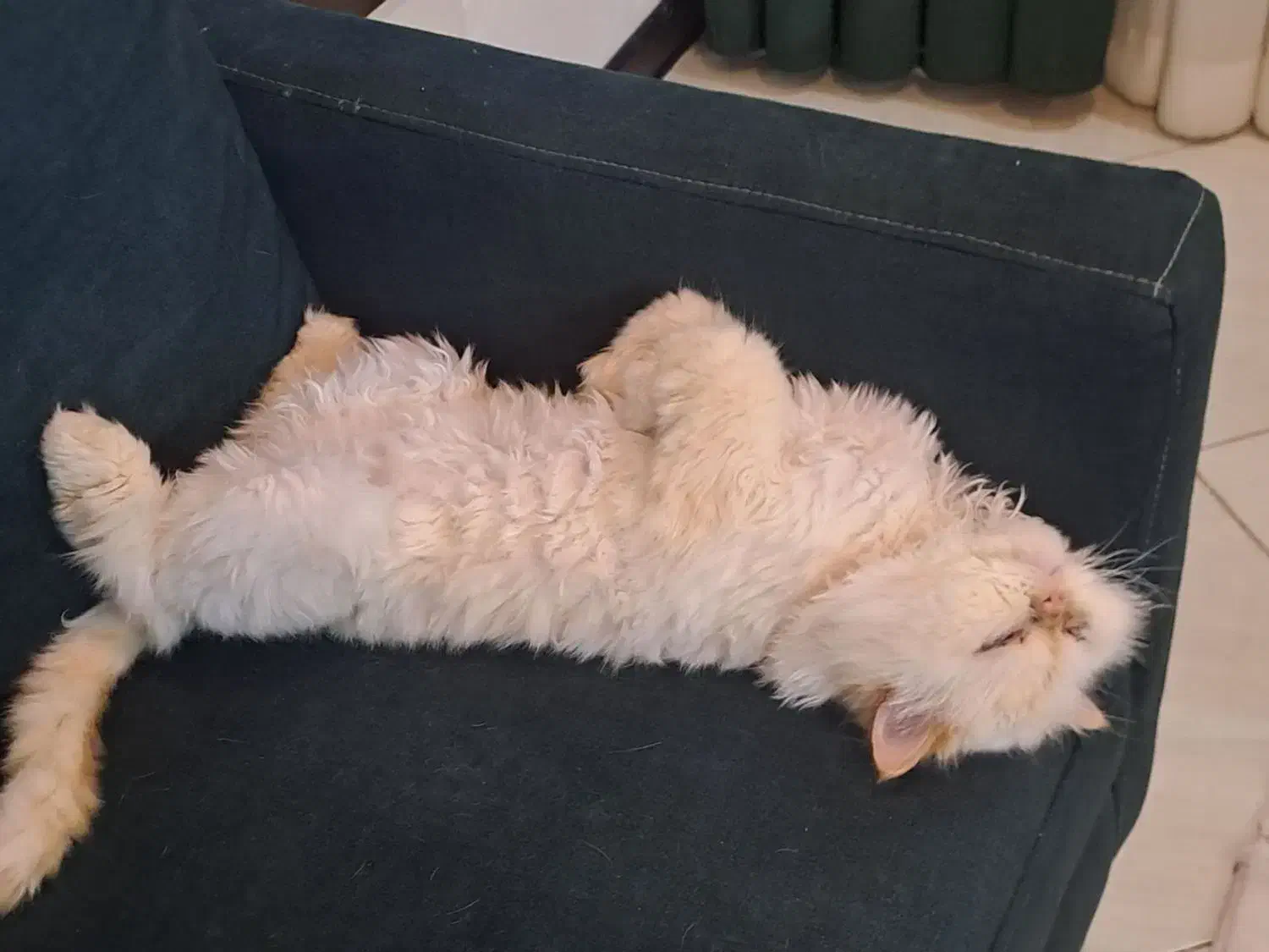 گربه پرشین هیمالیا|گربه|نیشابور, شهرک فیروزه|دیوار