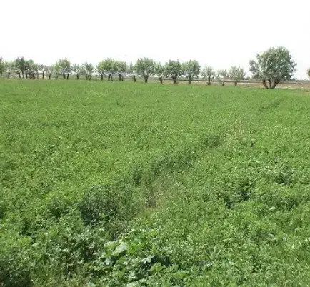 یونجه برای چرا گوسفند|اجارهٔ دفتر صنعتی، کشاورزی، تجاری|مرودشت, نقش رستم|دیوار